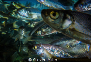 Just before the freeze. These minnows huddle at the inlet... by Steven Miller 